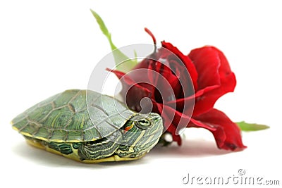 Turtle and rose Stock Photo