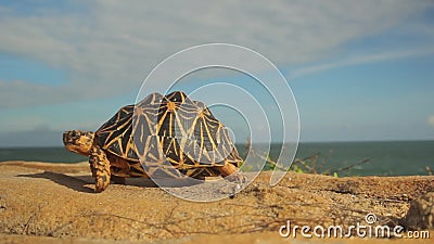 Turtle on the Seashore Ocean Close-up. Sri Lanka Stock Video - Video of  island, cute: 192746413