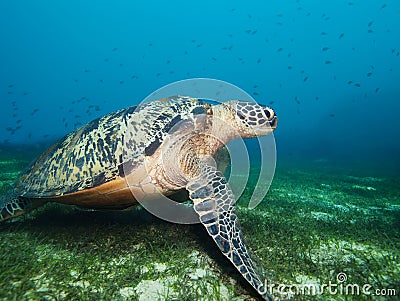 Turtle on seaweed bottom Stock Photo