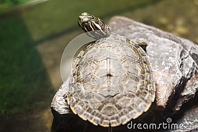 Turtle shallow dof, River cooter, Pseudemys concinna with blurred, bokeh background. Freshwater turtle native to the central and Stock Photo