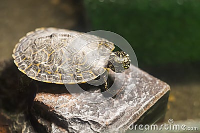 Turtle shallow dof, River cooter, Pseudemys concinna with blurred, bokeh background. Freshwater turtle native to the central and Stock Photo