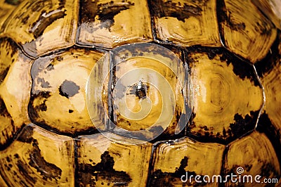 Turtle shell Stock Photo