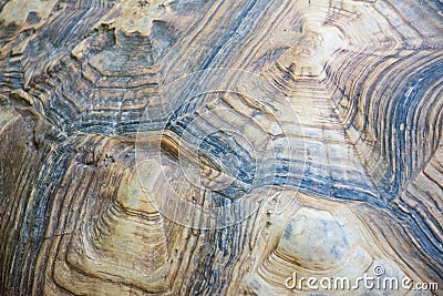 Turtle shell pattern from close up Stock Photo