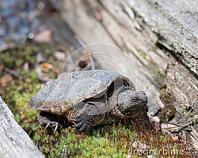 Turtle Snapping turtle photo. Snapping turtle head close-up profile view on moss. Picture. Baby snapping turtle. Portrait. Stock Photo