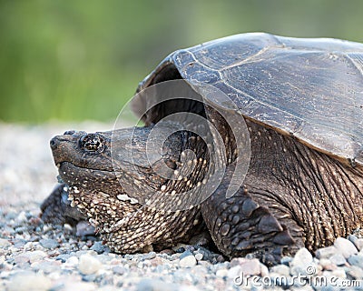 Turtle Snapping turtle photo. Snapping turtle head close-up profile view Stock Photo