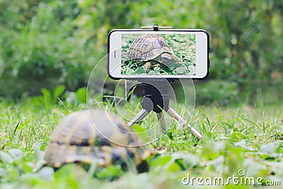 Turtle snaps a selfie. Stock Photo