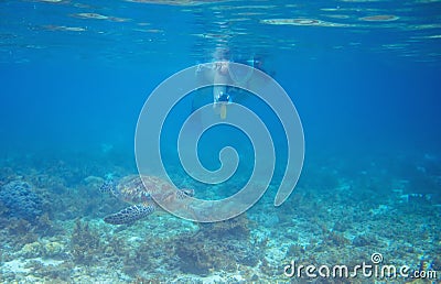 Turtle and snorkel swim in blue sea water. Tourist make photo of green turtle. Human and animal underwater photo Stock Photo
