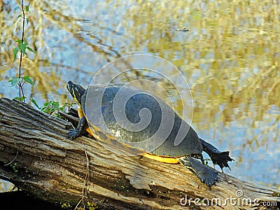 Turtle sunning itself on a log Stock Photo