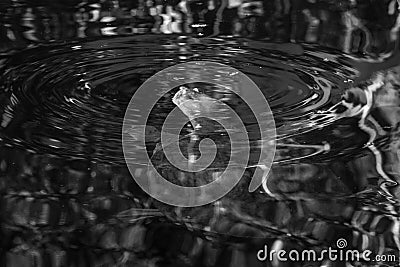 Turtle Swimming In A Cypress Swamp Reflections In Water, Black And White Stock Photo