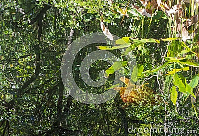 Turtle Swimming In A Cypress Swamp Reflections In Water Stock Photo