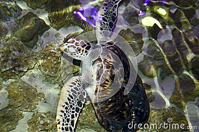 A turtle swimming under water Stock Photo