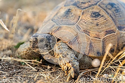 Turtle or Testudines walking on the ground close-up portrait Stock Photo