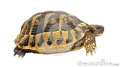 Turtle testudo hermanni tortoise Stock Photo