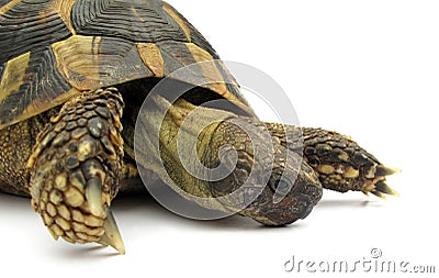 Turtle testudo hermanni tortoise Stock Photo