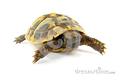 Turtle Testudo hermanni tortoise Stock Photo