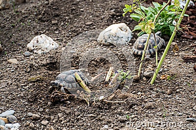 Turtle Testudo Marginata european landturtle eat 8 Stock Photo