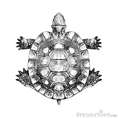 Turtle top view, carapace crawling sketch vector Vector Illustration