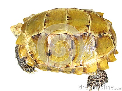 turtle tortoise Stock Photo