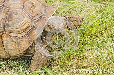Turtle tortoise, Testudinidae, Testudines eating green grass outdoors Stock Photo