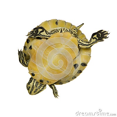 Turtle - trachemys Stock Photo