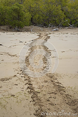 Turtle tracks leading up Espumilla Beach, Santiago Island, Galapagos Islands Stock Photo