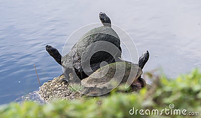 Turtle trio, three turtles sunning themselves Stock Photo