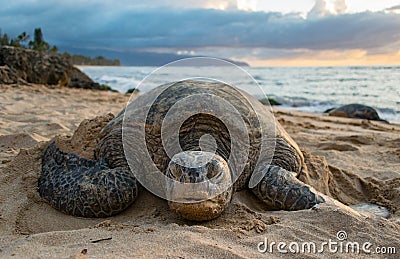 A Turtle on Turtle Beach - Oahu Stock Photo