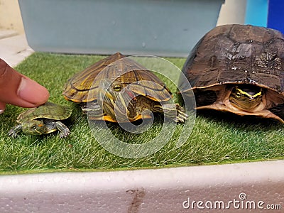 turtle turtois water kurakura brazilian Stock Photo