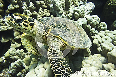 Turtle underwater Stock Photo
