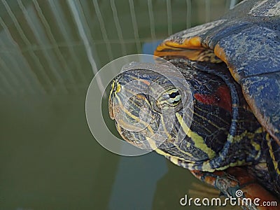 turtle up close, exotic amphibious animal Stock Photo