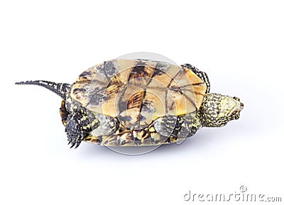 Turtle upside down Stock Photo