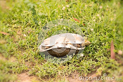 Turtle upside down Stock Photo