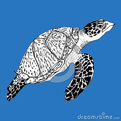 Turtle. Vector hand drawn ink illustration. Isolated image. Sketch of artwork. Vector Illustration