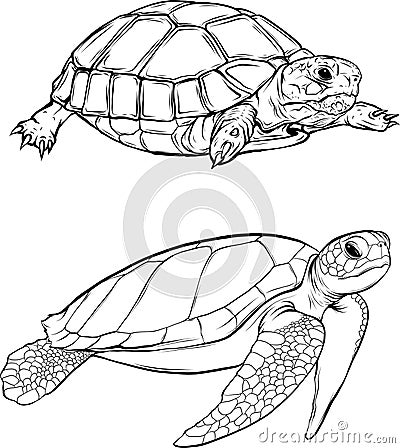 turtle vector with vintage outline style on white background Vector Illustration