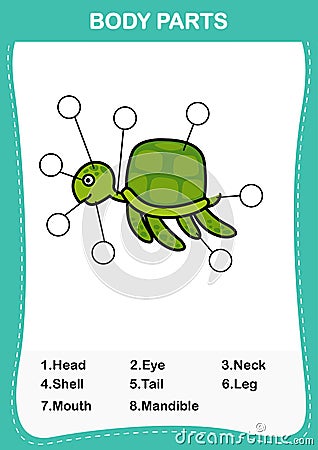 Turtle vocabulary part of body,Write the correct numbers of body parts Vector Illustration