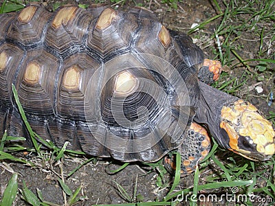 Turtle walking in the grass Stock Photo