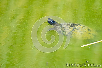 Turtle at the sea in kassandra, greece Stock Photo