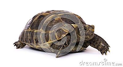 Turtle on a white background Stock Photo