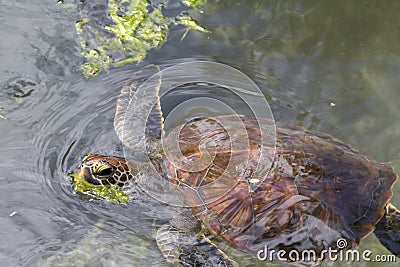 Turtle on Zanzibar Stock Photo