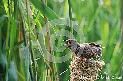A turtledove birdling waiting for food Stock Photo