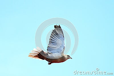 Turtledove in flight over sky Stock Photo