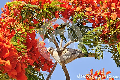 Turtledove in a flowering tree Stock Photo