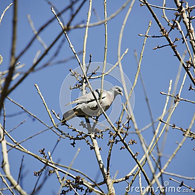 Turtledove Stock Photo