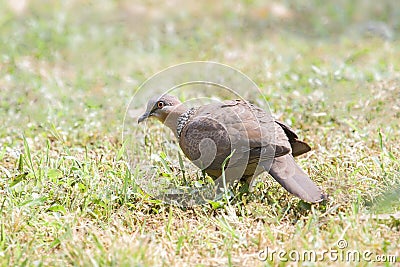 Turtledove on grassland Stock Photo
