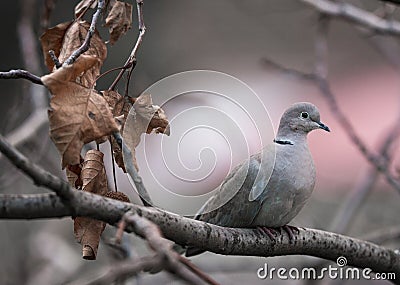 Turtledove on a tree shivering in cold Stock Photo