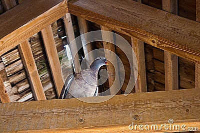 Turtledove under the roof Stock Photo