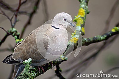 Turtledove Stock Photo