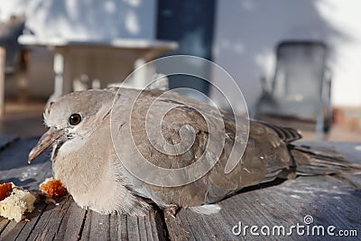 Turtledove Wild pigeons bird on wood bench eat Stock Photo