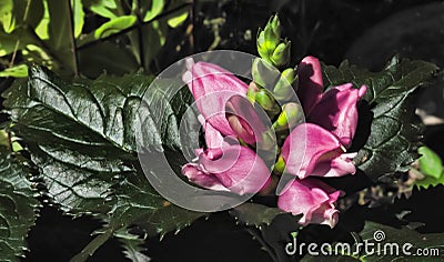 Turtlehead Flower in a garden Stock Photo