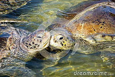 Turtles Stock Photo